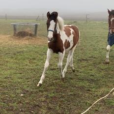 Pinto Madsen’s Findus