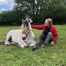 Fjordhest Celina l