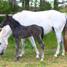 New Forest Calandias Aston Martin