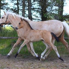 New Forest Calandias spirit