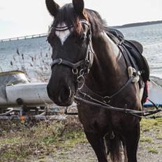 Welsh Cob (sec D) Nebles catlike