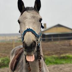 Connemara Rocket Sky