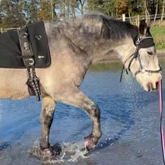 Connemara Rocket Sky