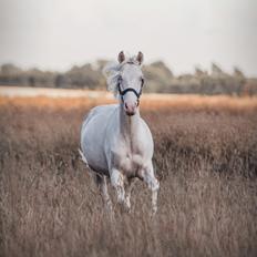 Welsh Partbred (Sec F) Margurittens Onyx 