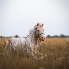 Welsh Pony (sec B) Aastrupgaards Safir •rest in paradise•