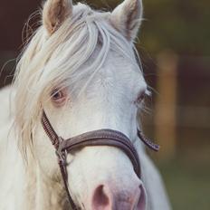 Welsh Pony (sec B) Aastrupgaards Safir •rest in paradise•