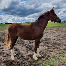 Welsh Pony (sec B) Lindebakkens Tutti-Frutti 