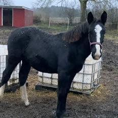 Oldenborg Holmager's Miss Caya