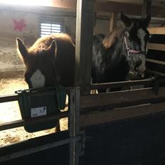 Oldenborg Holmager's Miss Caya