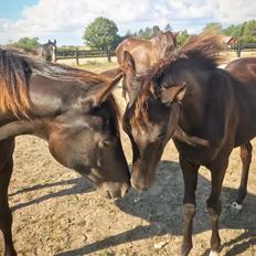 Dansk Varmblod Holmager's Miss Zoey