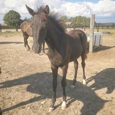 Dansk Varmblod Holmager's Miss Zoey