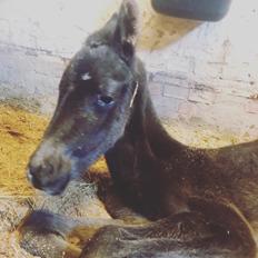 Dansk Varmblod Holmager's Miss Zoey