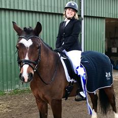 Connemara Dalshøj Horton