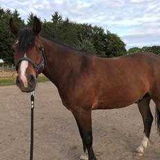 Connemara Dalshøj Horton