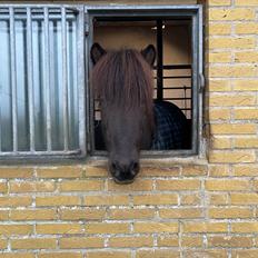 Islænder Gàski fra toftegaard