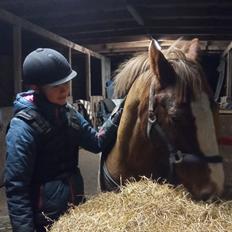 Anden særlig race Clogheen Bob (Tidligere pony)