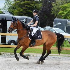 Dansk Varmblod Gørklintgårds Flash