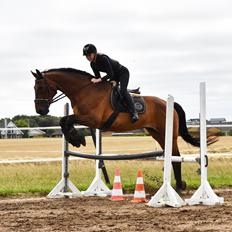 Dansk Varmblod Gørklintgårds Flash