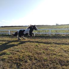 Tinker Bowie dust of battel