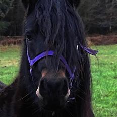 Dartmoor Edals waltzing matilda