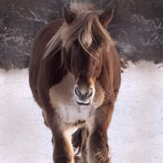 Jyde Rosenhavens Kasper