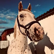 Knabstrupper Rughavens Salina