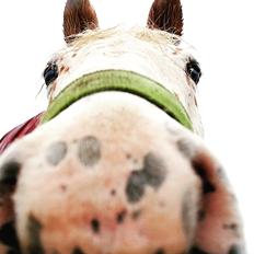 Knabstrupper Rughavens Salina