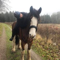 Clydesdale Freddie RIP:-(