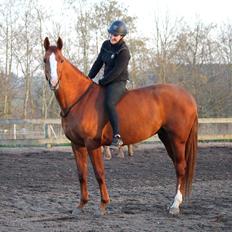 Dansk Varmblod Wiesla