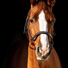 Dansk Varmblod Wiesla