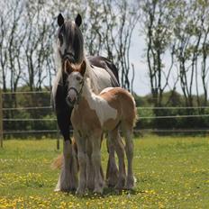 Irish Cob Daisy (solgt)