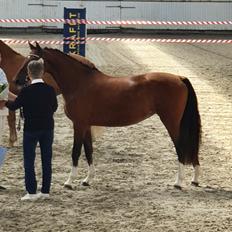 Welsh Partbred (Sec F) Struntze´s Glowing Power RSDH 878