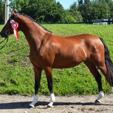 Welsh Partbred (Sec F) Struntze´s Glowing Power RSDH 878