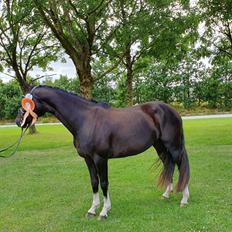 Welsh Partbred (Sec F) Struntze´s Good Point BRSDH 836