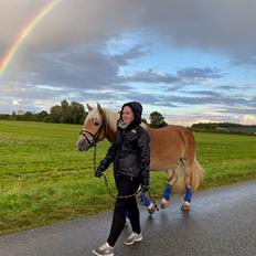 Haflinger Amazing star af lykkegaard