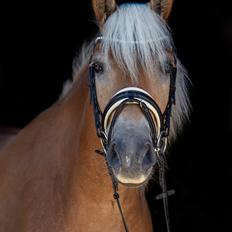 Haflinger Amazing star af lykkegaard