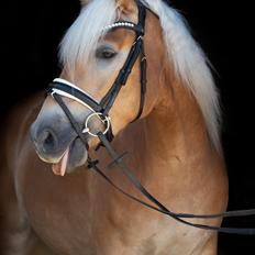 Haflinger Amazing star af lykkegaard
