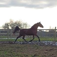 Oldenborg Muhlegaardens santos