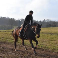 Holstener Hornsmarkens Chester