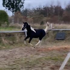 Pinto Kilgast's Afrodite aka Affe