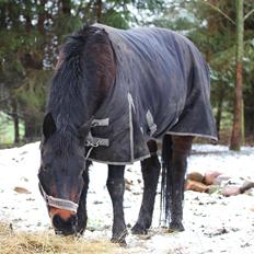 New Forest Rosie (Little Luck)