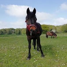 New Forest Rosie (Little Luck)