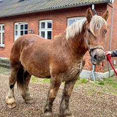 Jyde Lillebror (Birk)