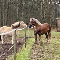 Jyde Lillebror (Birk)