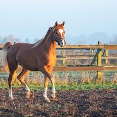 Arabisk fuldblod (OX) Suburra