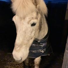 Islænder Blökk opsund