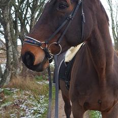 Dansk Varmblod Mr. Jeffrick ~ Jeffer ~