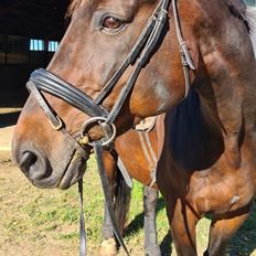 Dansk Varmblod Mr. Jeffrick ~ Jeffer ~