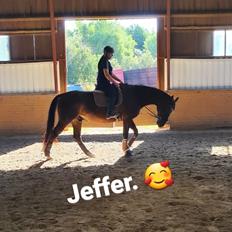 Dansk Varmblod Mr. Jeffrick ~ Jeffer ~