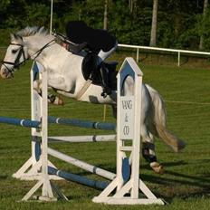 Anden særlig race Irish Patch  *I.P* [Himmel hest]